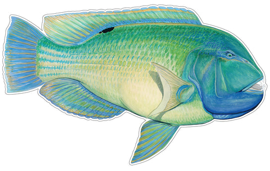 Boat Decals and Fishing Stickers - Fishwreck Wraps